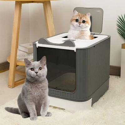 Gatos – Cuidados de gatos