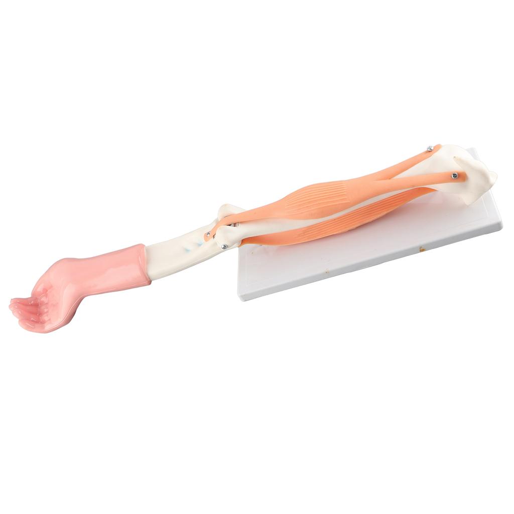 Arm Moving Model Anatomical Elbow Joint Motion Model Primary School Teaching Accessory
