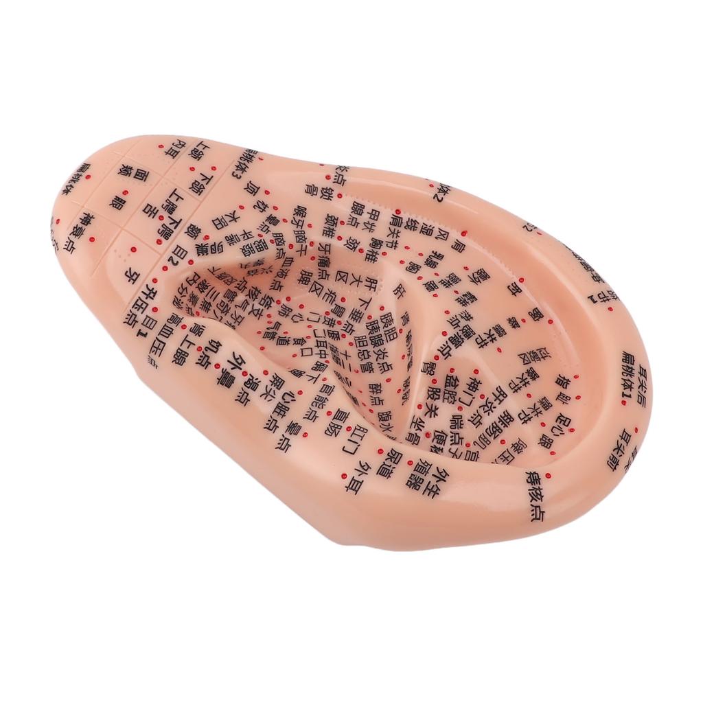 17cm Ear Acupuncture Model Clear Acupoint Professional Ear Reflexology Display Model for Learning