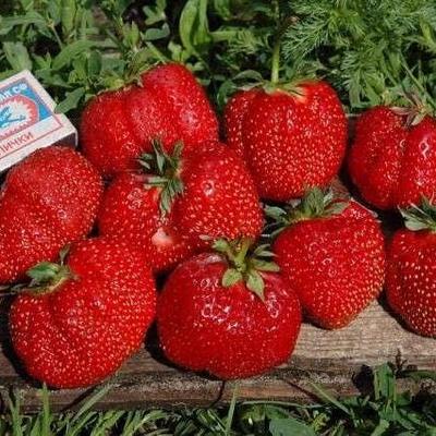 50 Seeds of GIANTELLA STRAWBERRY "Fresh and Organic Seeds"