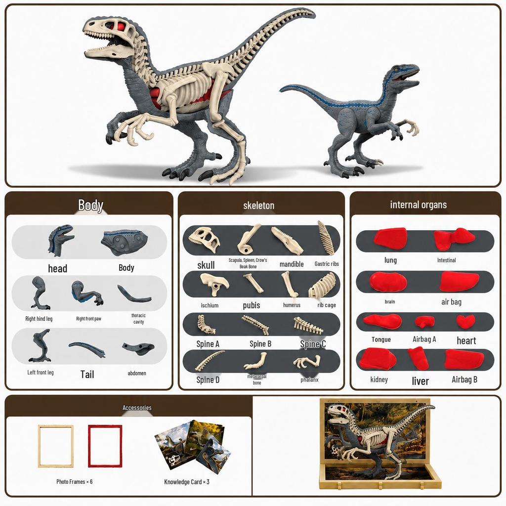 DIY 3D Dinosaur Skeleton Model: Tyrannosaurus & Triceratops