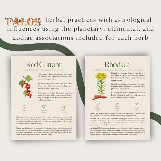 Poradnik ziołowy 82 Rośliny lecznicze Przewodnik po ziołolecznictwie ziołowym Środki ziołowe i przepisy Apteka