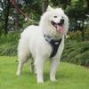 Astro Navy Blue Dog Training Harness For Walking, Size L