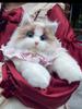 Ragdoll Cat Plush Backpack and Kitten Pillow Toy Gift
