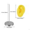 Part of The Body Silicone Ear Model, A Mannequin Earring