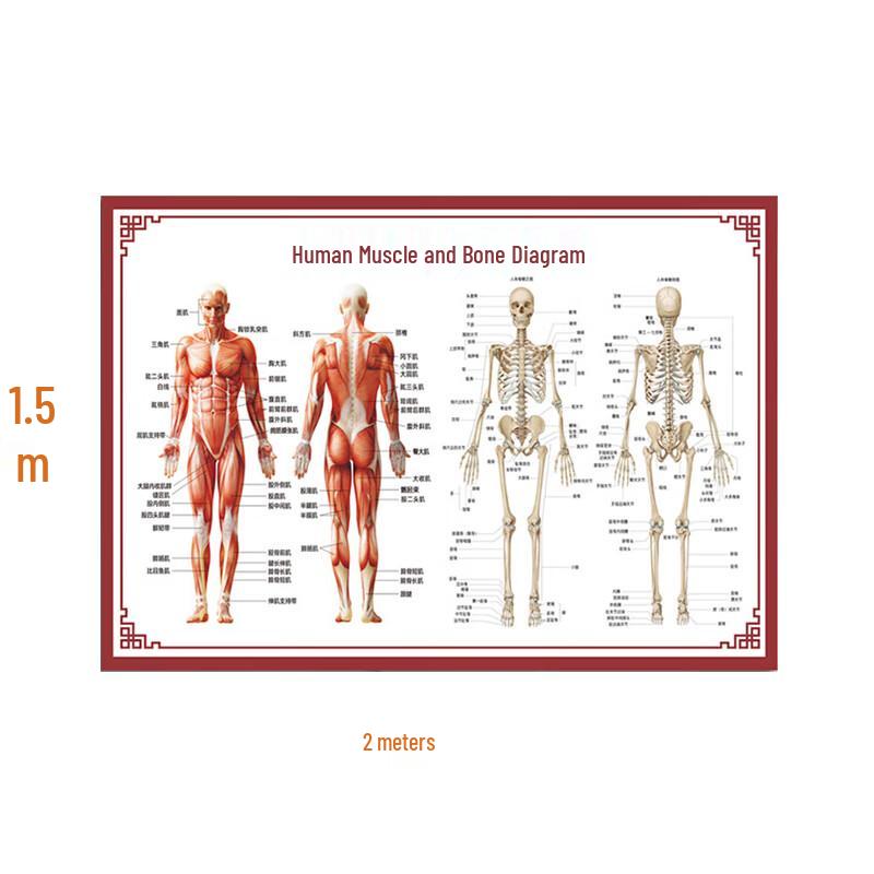 Muscle & Skeletal Anatomy Training Chart