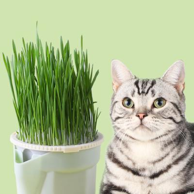 Cat Mint Cultivation Hydroponic Plastic Box, Cat Basin, Hydroponic Cup, Cat Grass Cultivation Box, Plant Bowl, Garden Supplies