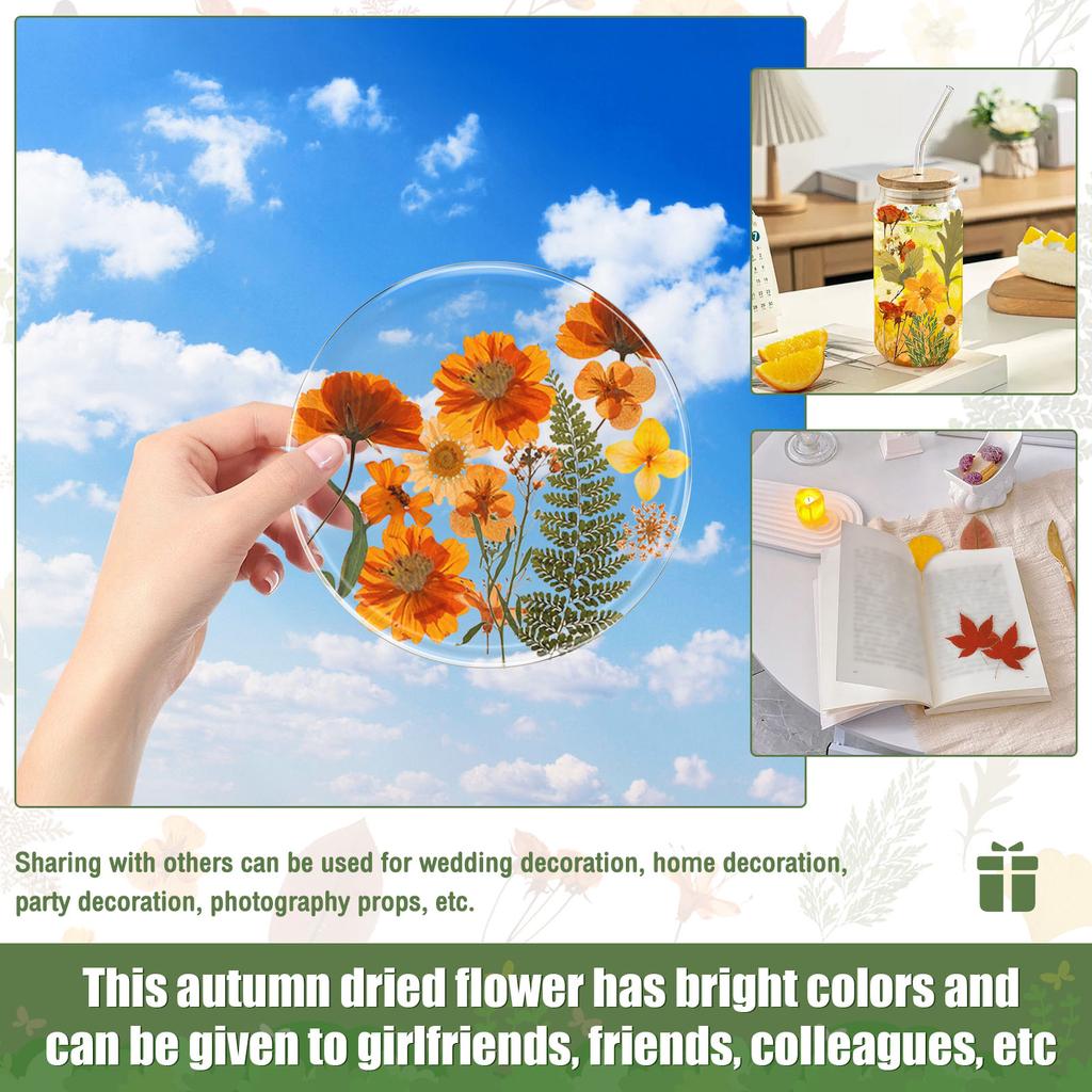 Dried Flower Making Versatile Dried Autumn Flowers Leaf Beautiful Dried Pressed Flowers for DIY Resin Mold Handicraft Enthusiast