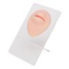 Simulated 3D Mouth Model Piercing Practice Silicone Mouth Model with Acrylic Stand for Jewelry Display Light Skin Color
