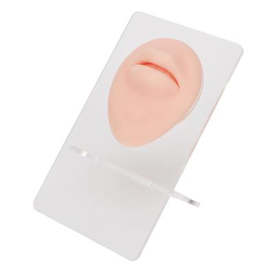 Simuliertes 3D Mundmodell Piercing Übung Silikon Mundmodell mit Acrylständer zur Schmuckpräsentation Heller Hautton