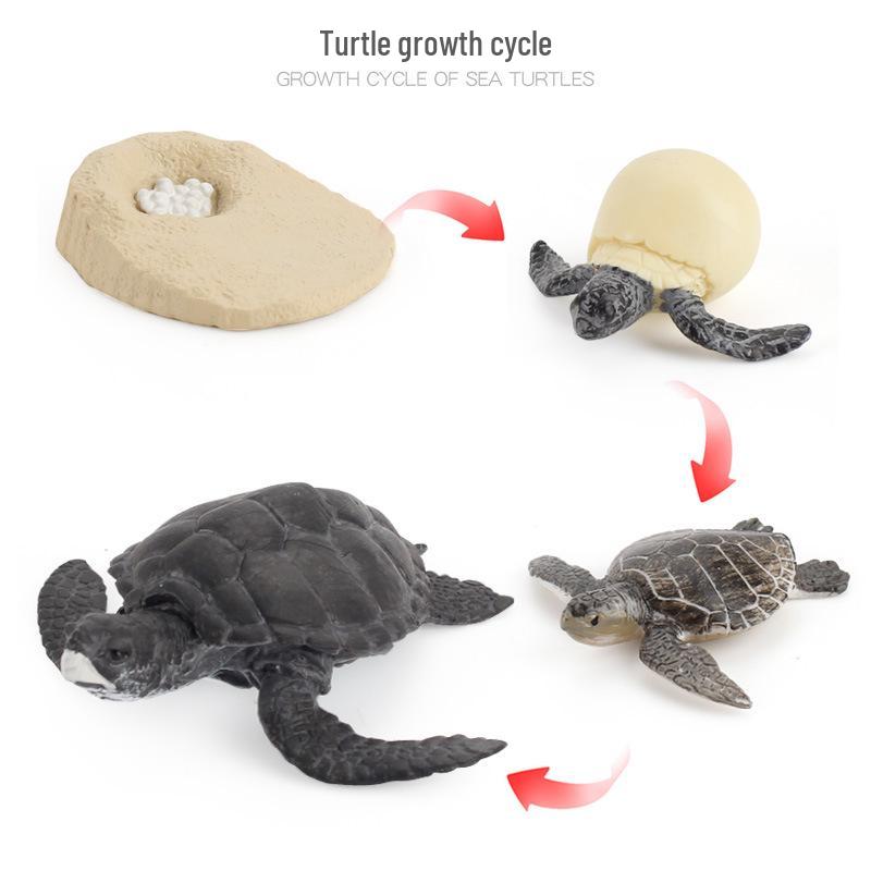 Animal Growth Cycle Models: Chicken, Duck, Goose, Butterfly, Turtle, Frog Montessori Teaching Figurines