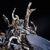 Pu-erh Raw Tea Yunnan Ancient Tree Pure Material Seven Seed Cake Spring Tea 200g