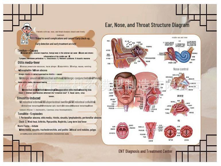 ENT Five Senses Anatomical Model of Human Nasal Cavity, Pharynx, and Mouth