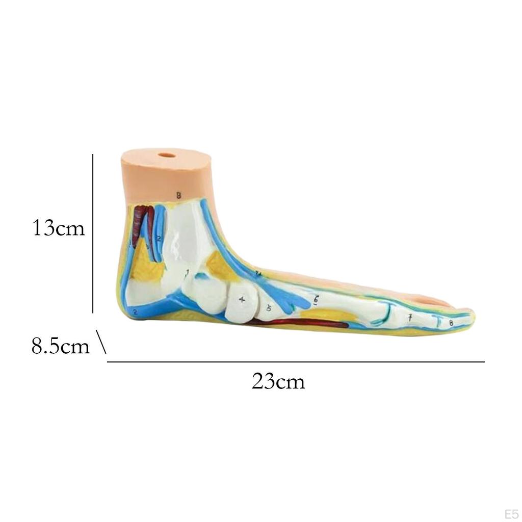 Anatomisches Fußmodell, menschliches Skelett, medizinisch-praktisch, mit digitalen Zeichen für die Forschung