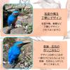 [S.T.S.G] Bird Ornament Gardening Realistic Look-alike Cute Garden Object Interior Decoration Ornament Gift Decoration (Kingfisher)