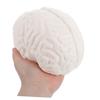 TENDYCOCO Human Brain Model: Human Brain Anatomy Model with Display Base, White for Learning Science Classroom Research Display Medical Education