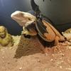 Colorful Leather With Bat Wings Gecko Chest Strap Reptile Leash Lizard Traction Rope Lizard Harness