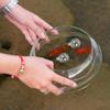 Pești și animale marine – Decorul acvariului