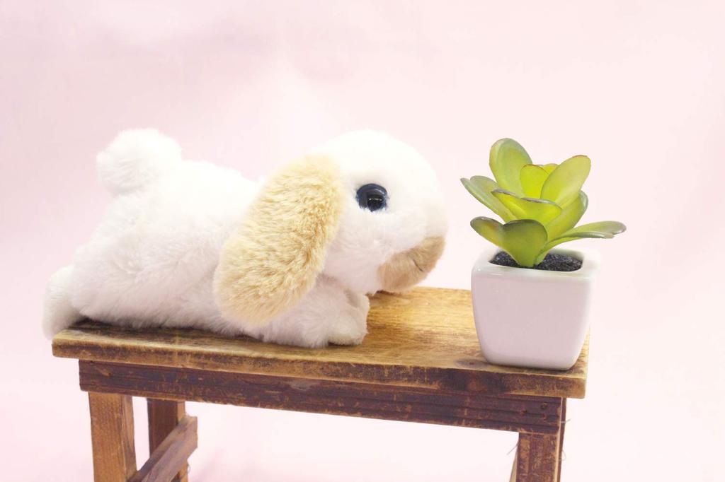 Takeoff Rabbit Marron Holland Lop White & Beige