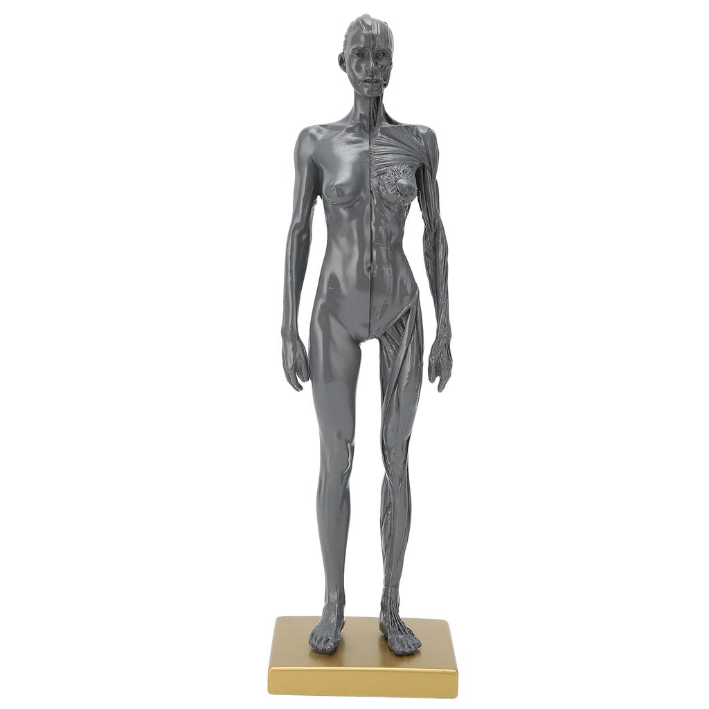 30cm Human Anatomical Model Female Musculoskeletal Structure Sculpture for Teaching