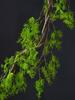 Rattan Decor Faux Vine Branches for Landscaping and Air Conditioner Duct Cover