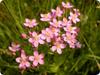 SAFLAX Garden In the Bag - Common Centaury - 250 Seeds - With Substrate In a Fitting Stand Up Bag - Centaurium Erythraea