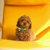Pet Positioning Collar Crisp Bell Faux Leather Pet Tracking Device Protective Collar for Apple