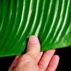 Large Banana Leaf Fabric Decoration: Fake Plant Table Mat for Fruit Shop Display