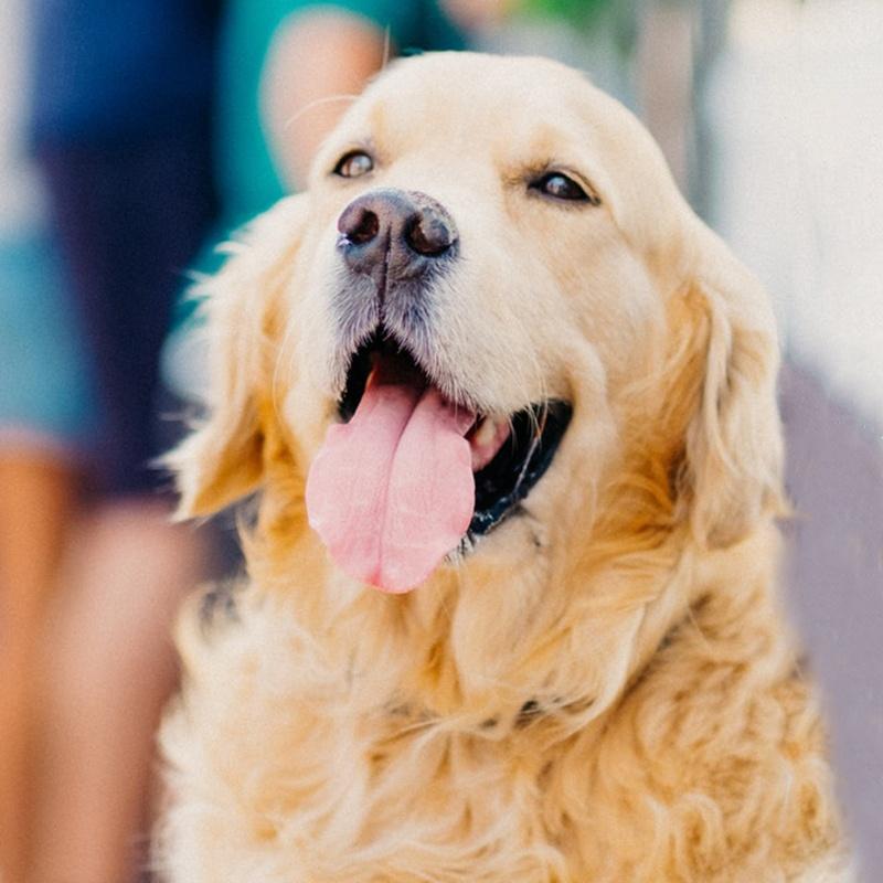 Diamond Painting Cross Animal Full Square Round Drill Diamond Embroidery Dog Diamond Mosaic Needlework Wall Art