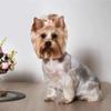 Cute Pet Dog Bow Hair Accessories 10PCS Random Color Puppy Bows Headwear for Small Dogs Pet Gifts