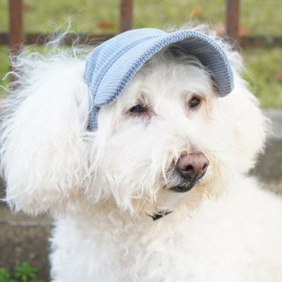 INS Adjustable Dog Baseball Cap Breathable with Ear Holes Pet Sun Hat Soft Cat Sunscreen Hat Travel