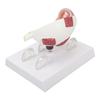 Enlarged Human Eye Anatomical Model Accurate Shows Optic Nerves Cornea Iris Lens Medical Eyeball Model