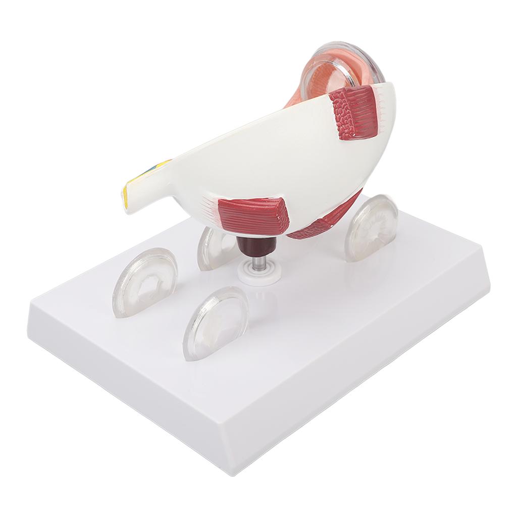 Enlarged Human Eye Anatomical Model Accurate Shows Optic Nerves Cornea Iris Lens Medical Eyeball Model