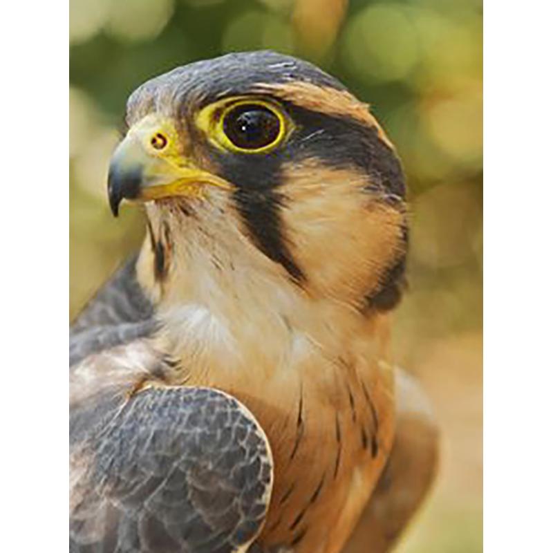 DIY Eagle 5D Diamentowe Malowanie Pełne Okrągłe Wiercenie Diamentowe Haftowanie Krzyżykowy Zestaw Do Rzemiosła Zwierzęce Kryształki Ręcznie Robione Sztuka Prezent