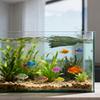 Pești și animale marine – Decorul acvariului