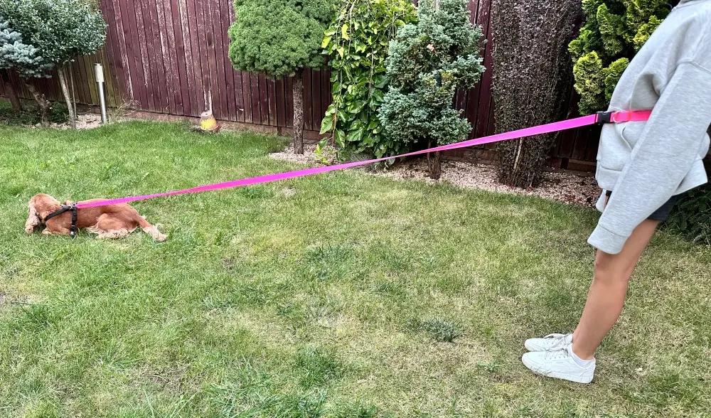 Dog Leash with Shock Absorber 280cm NEON PINK Adjustable Sports