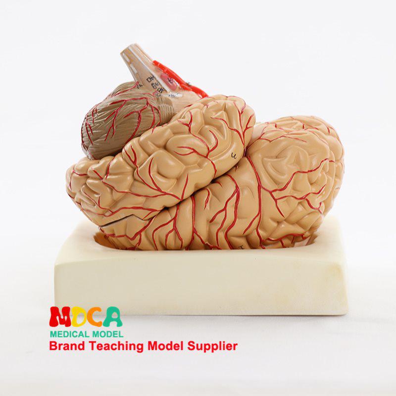 1:1 Scale Right Hemisphere Brain Model - Neocortical Structure & Functional Areas for Medical Education