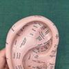Ear Acupuncture Model Professional Reflexology Acupoint Learning Display Laboratory Supplies