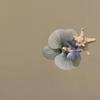 Halaenopsis Starfish Hair Clip Romantic Beach Vacation Hair Barrette Cute Summer Hair Accessory For Women Girls