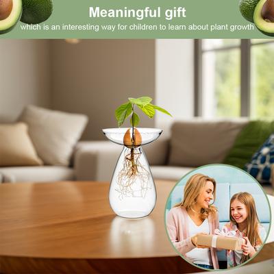 Avocado Hydroponic Vase Transparent Plant Propagation Station Glass Avocado Tree Flower Vase for Balcony