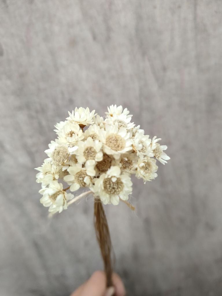Dry Flower Wedding Party Essential Decorations For Home Home Décor Accents DIY-friendly Pressed Flowers For Party Floral