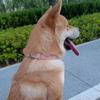 Weiches PU-Leder Hundehalsband, Verstellbares Haustier-Halsband für Hunde, Bequemes Welpen-Katzenhalsband, Halsband-Halsbänder