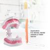 Adult Dental Teeth Model and Toothbrush with Removable High Grade Teeth Teaching Model