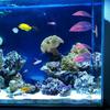 Schwimmendes Betta-Blattbett Künstliches Fisch-Ruheblatt Saugnapf Aquarium-Pflanze Hängematte Betta-Laichdekoration Fischbecken-Dekor