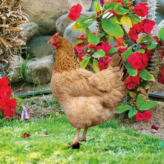 2Pcs Garden Stakes Acrylic Rooster Sculpture Hand-Painted Garden Figures Hen Garden Stakes Decorative Chicken Sculpture for Outdoor Lawn