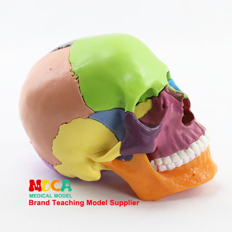 Medical 15-Part Detachable 1:2 Human Color Skull Model for Teaching