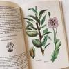 [USED] I'm drawn to the rustic feel of these vintage books on spices and herbs, foreign books, and old botanical books.