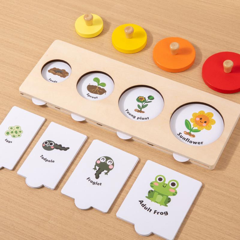 Wooden Life Cycle Puzzle Toy With Geometric Shapes For Early Learning And Play