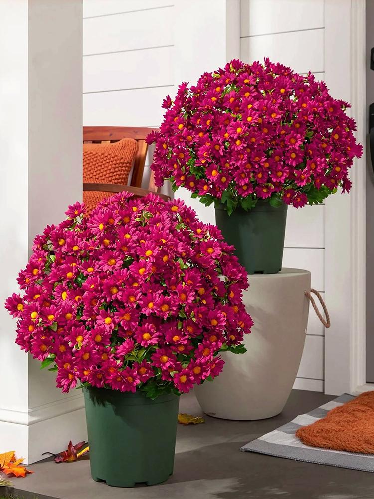 5 Bundles Artificial Sunset Mums with Stems Artificial Outdoor Sunset Mums Flowers for Table Window Wedding Indoor Outside Decor