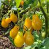 35 Graines de Tomate Cerise Poire Jaune - SemiSauvage Permaculture